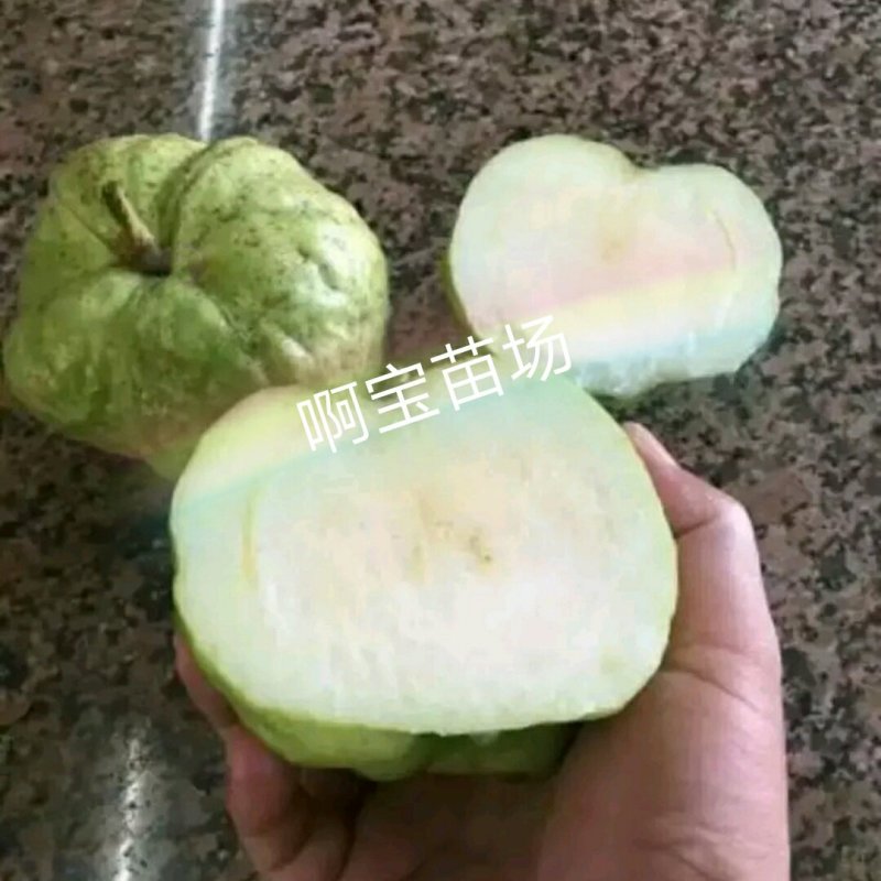 番石榴梨香白肉无籽芭乐红肉西瓜芭乐苗无籽红宝