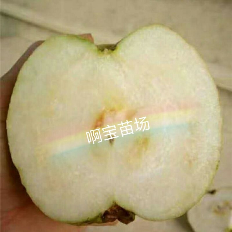 番石榴梨香白肉无籽芭乐红肉西瓜芭乐苗无籽红宝