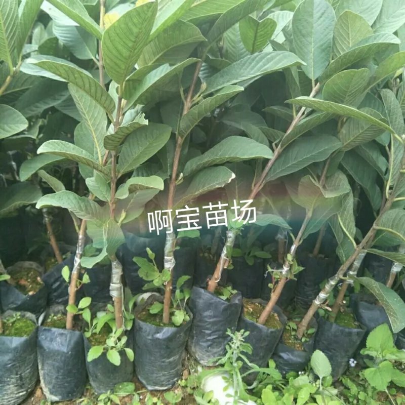 番石榴梨香白肉无籽芭乐红肉西瓜芭乐苗无籽红宝