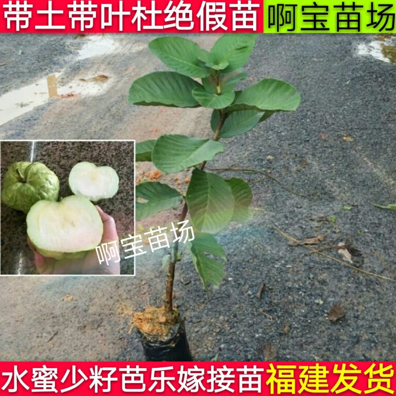 番石榴梨香白肉无籽芭乐红肉西瓜芭乐苗无籽红宝
