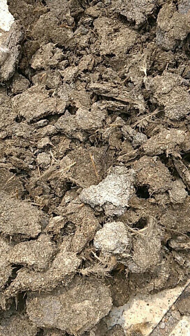 鸡粪，长期大量出售各种鸡粪，大量有货产地直发