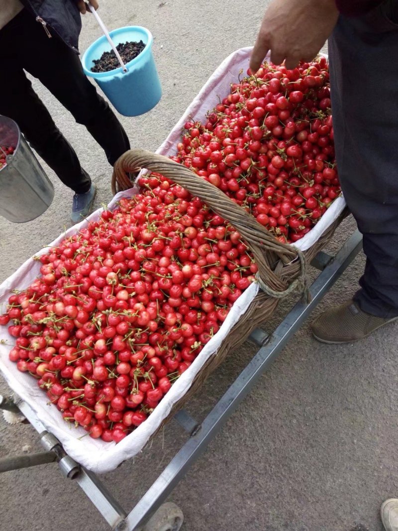大樱桃，万亩露天大樱桃基地