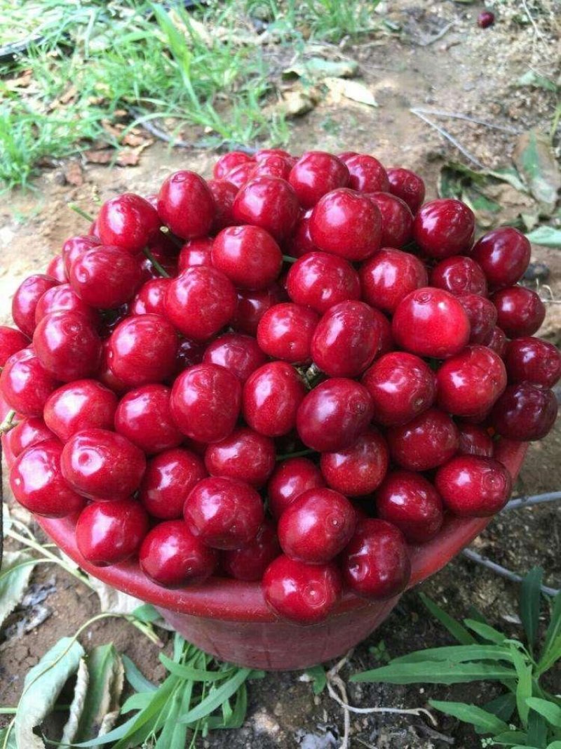 大樱桃基地，一件也是批发价，