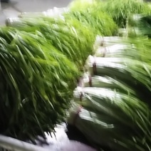 青韭黄