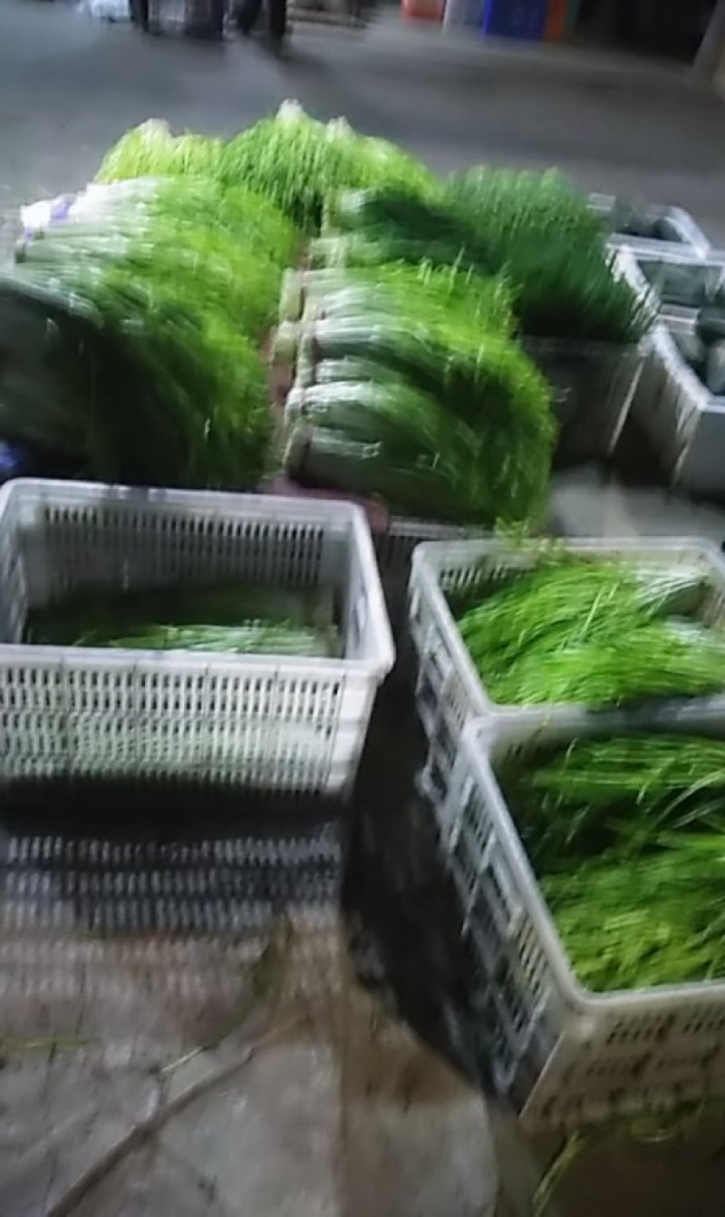 青韭黄