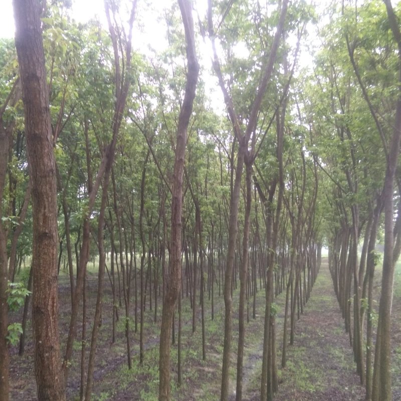 优质重阳木5-25公分，保证存活率