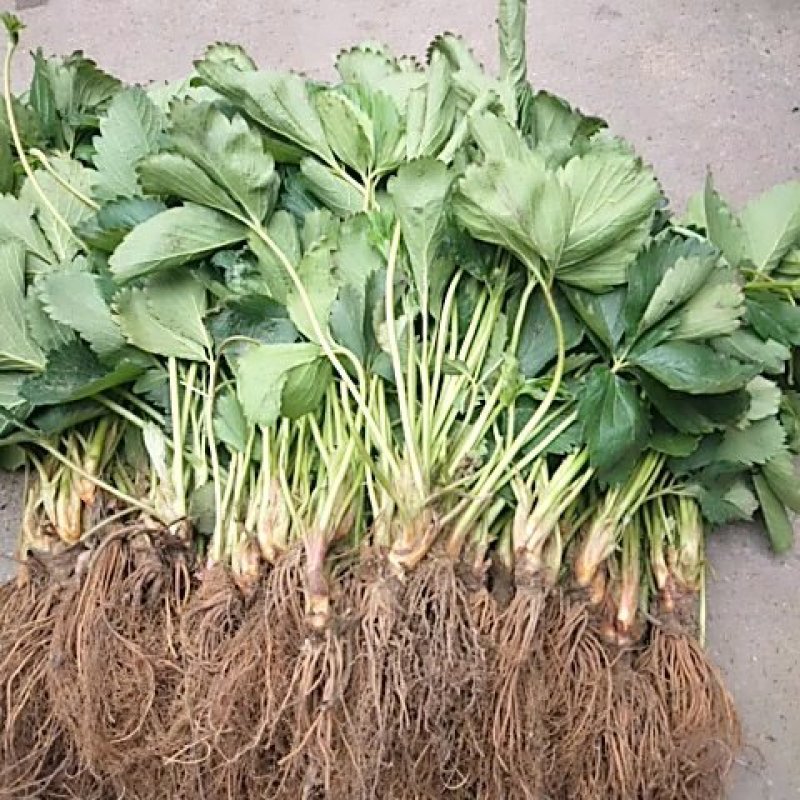 草莓苗，丰香草莓苗规格：10～20高，南北都能栽培，抗病