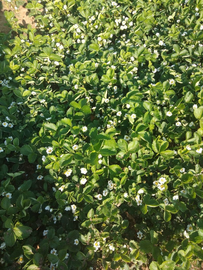 草莓苗，丰香草莓苗规格：10～20高，南北都能栽培，抗病