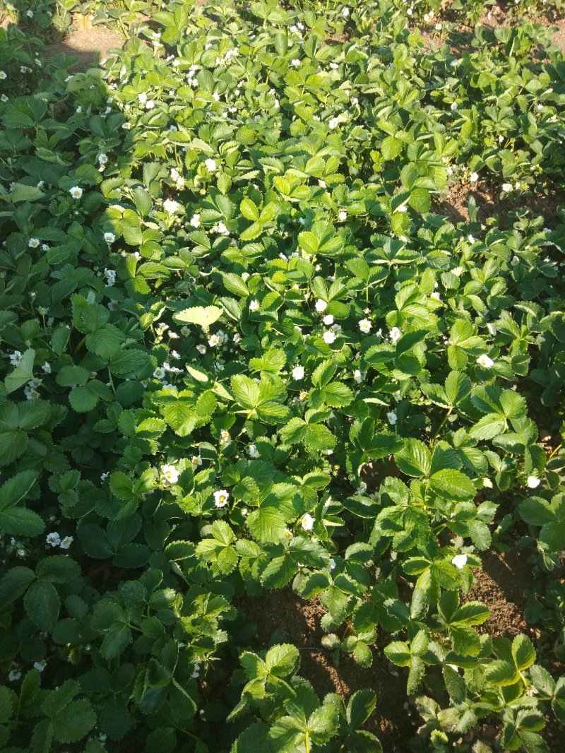 草莓苗，丰香草莓苗规格：10～20高，南北都能栽培，抗病