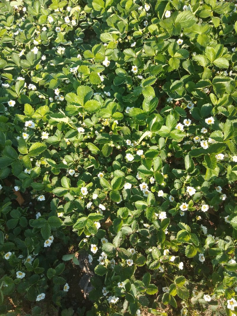 草莓苗，丰香草莓苗规格：10～20高，南北都能栽培，抗病
