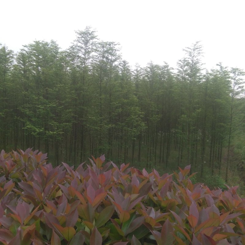 水杉/金叶水杉/黄金水杉/落羽杉/池杉/规格齐全