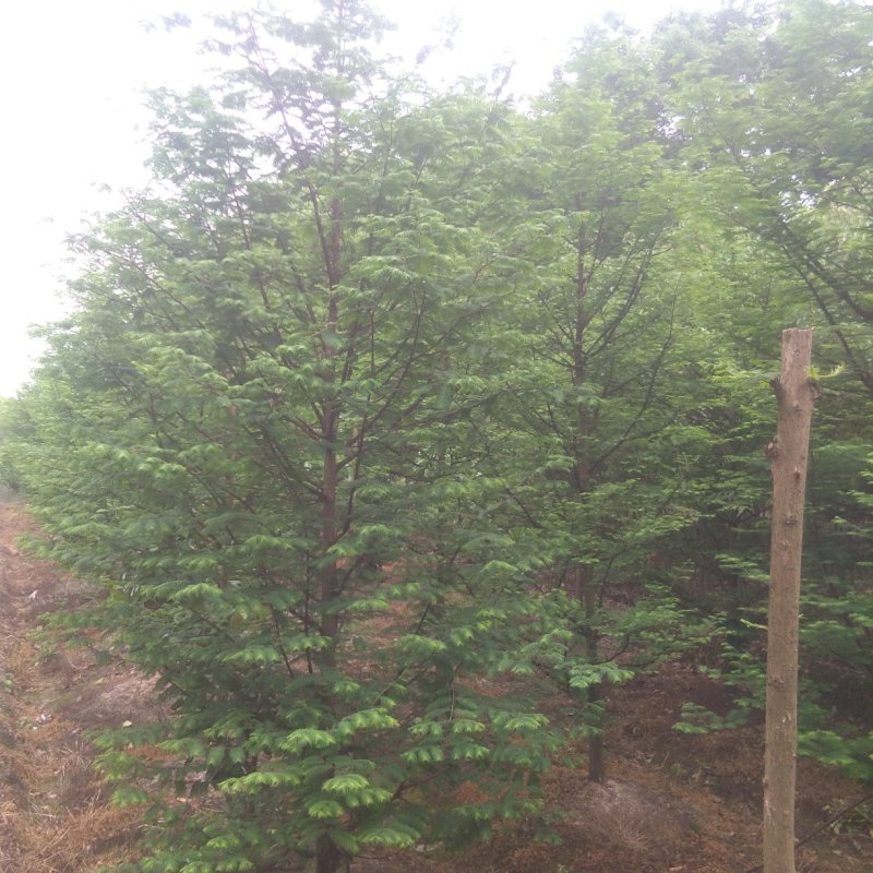 水杉/金叶水杉/黄金水杉/落羽杉/池杉/规格齐全