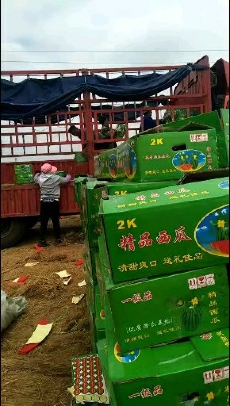 早春红玉西瓜