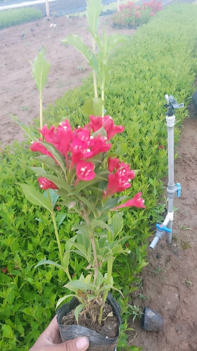 山东青州红王子锦带，基地直发可视频看货量大价优