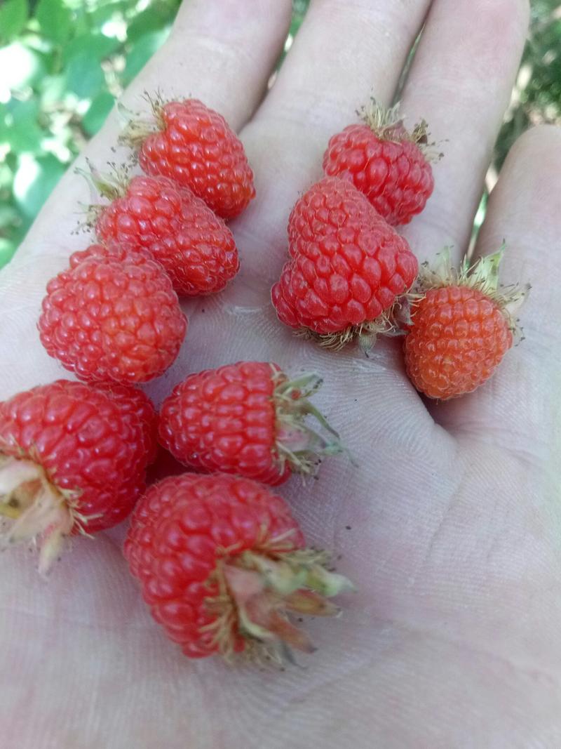 树莓苗，口感美味，希有水果