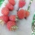 树莓苗，口感美味，希有水果