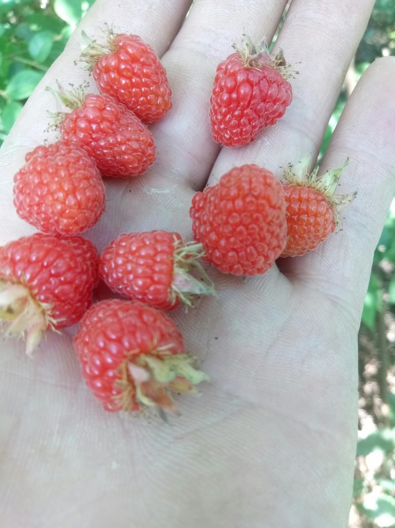 树莓苗，口感美味，希有水果