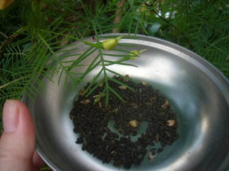 羽叶茑萝花种子四季种易活庭院阳台盆栽爬藤植物开花不断花草