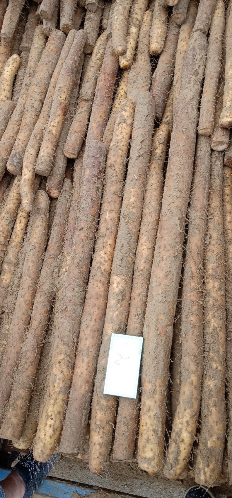 【热销中】白玉山药大量出库中，货源充足品质保证价格美丽