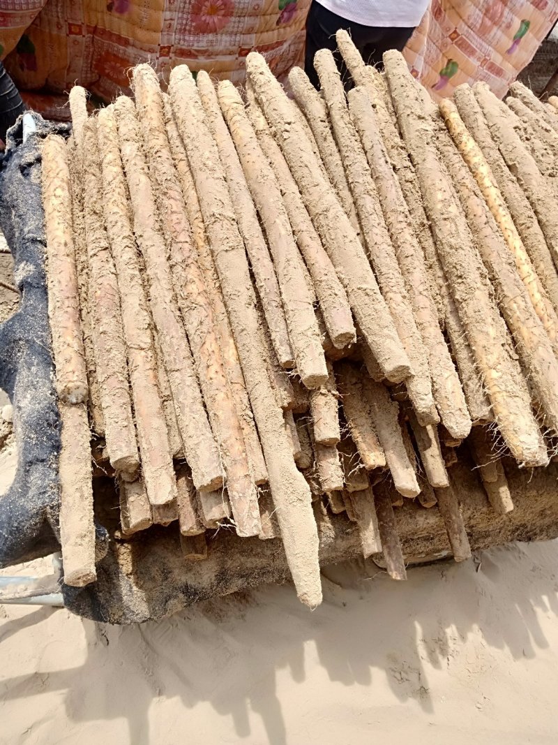 【热销中】白玉山药大量出库中，货源充足品质保证价格美丽