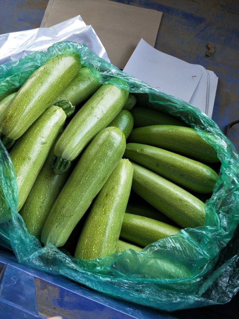 【坏单包赔】绿皮西葫芦精品发货现摘现发供应全国