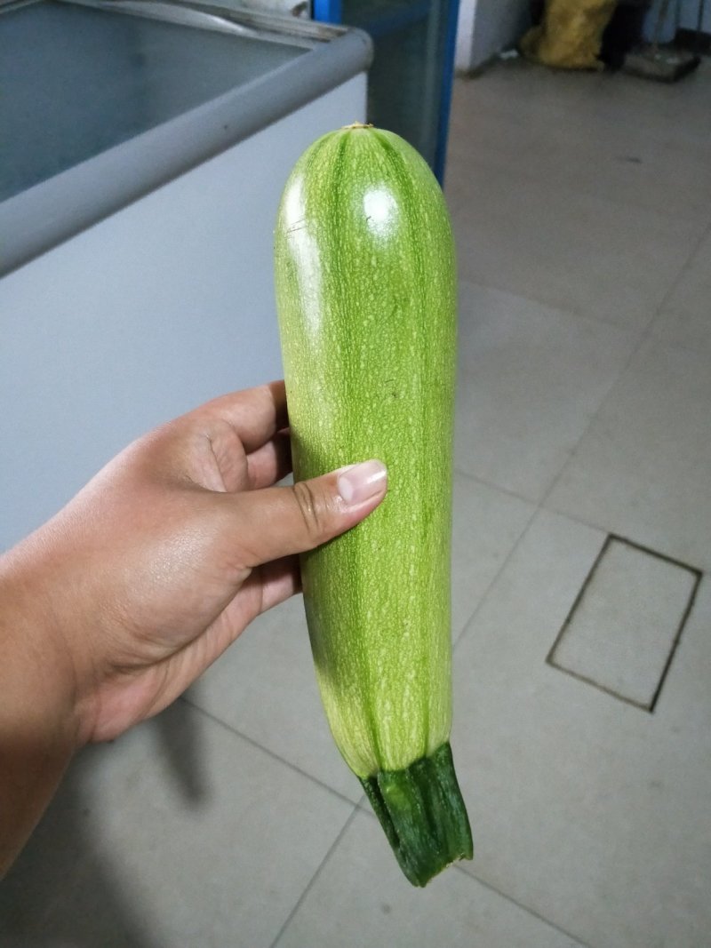 【坏单包赔】绿皮西葫芦精品发货现摘现发供应全国