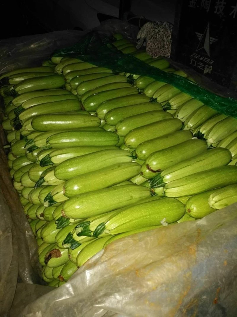【坏单包赔】绿皮西葫芦精品发货现摘现发供应全国