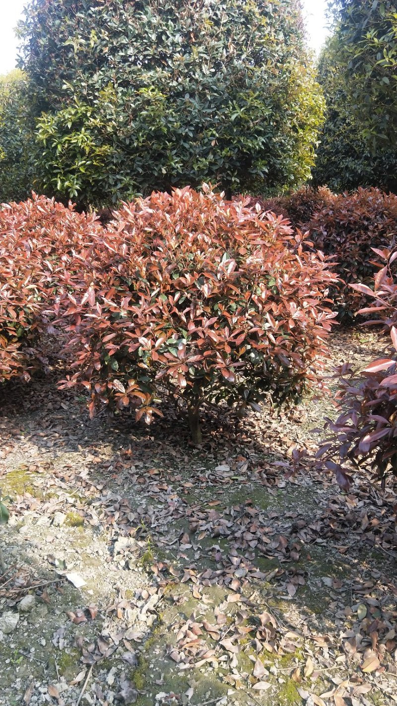 红叶石楠球