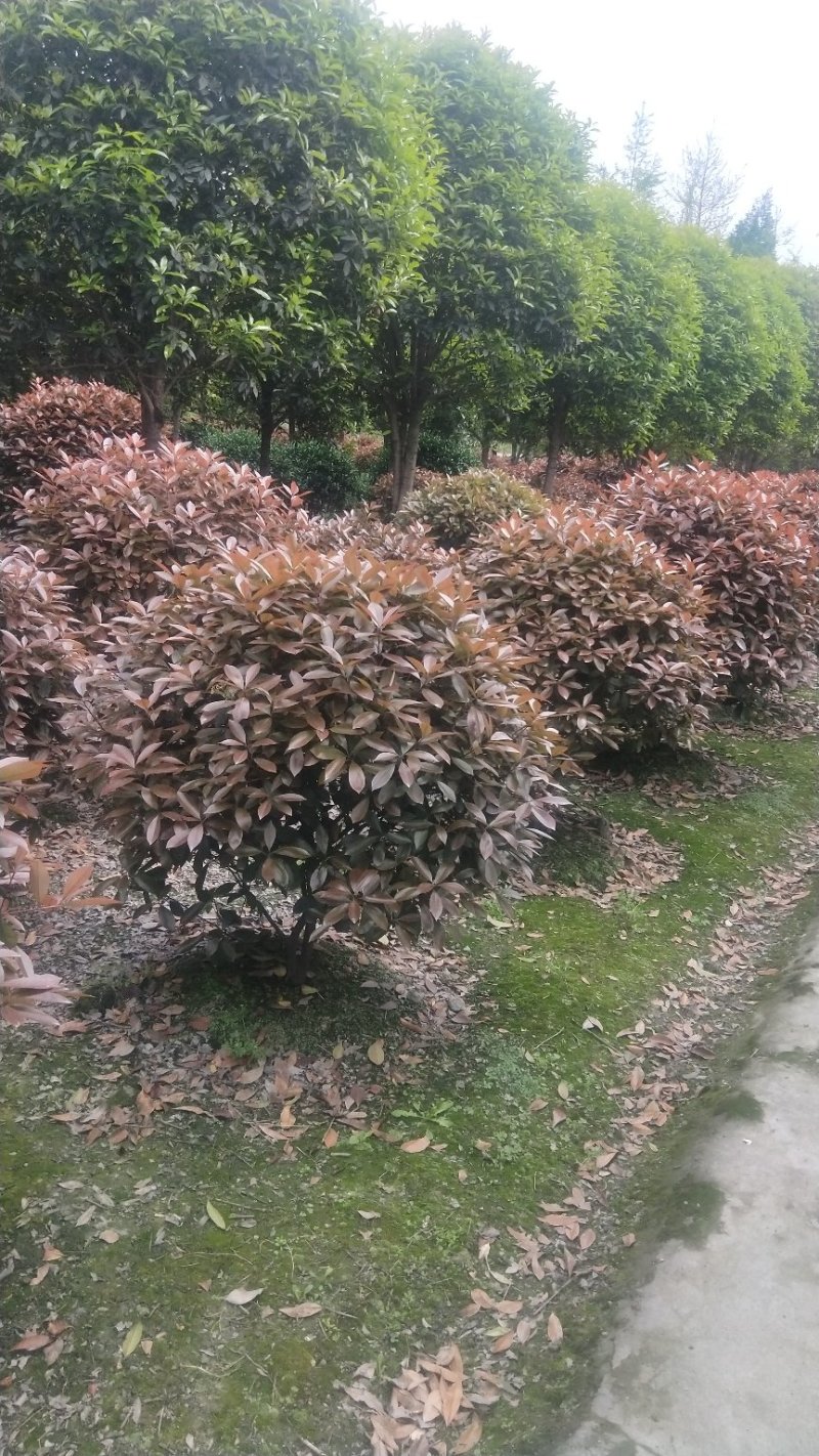红叶石楠球