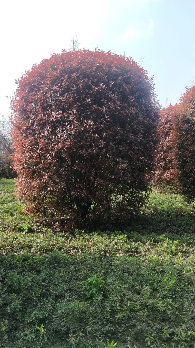 红叶石楠球