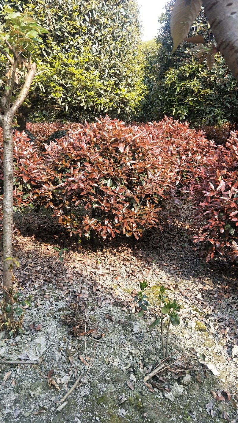 红叶石楠球