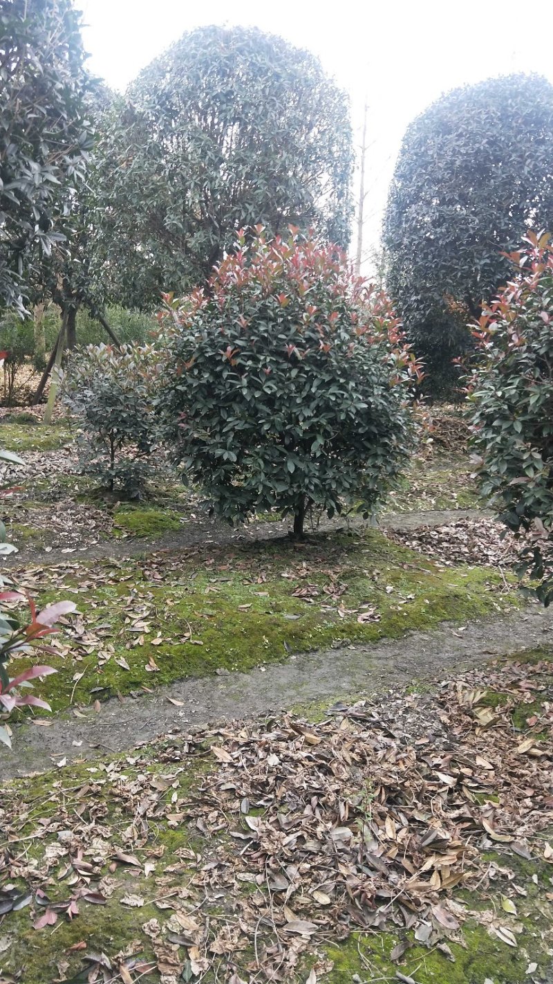 红叶石楠球
