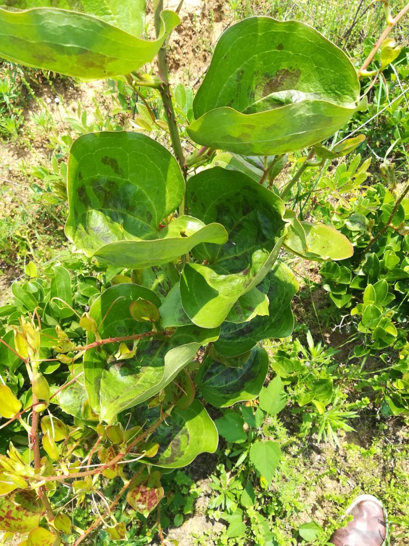 菝葜野生新鲜铁菱角金钢刺根大别山中药材