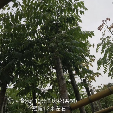 栾树(广东普宁国庆花批发商)(广东普宁栾树供应商)