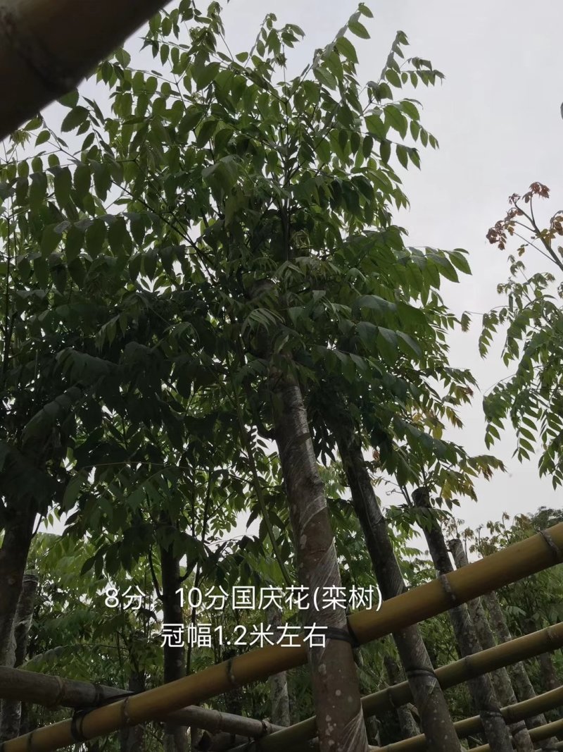 栾树（广东普宁国庆花批发商）（广东普宁栾树供应商）
