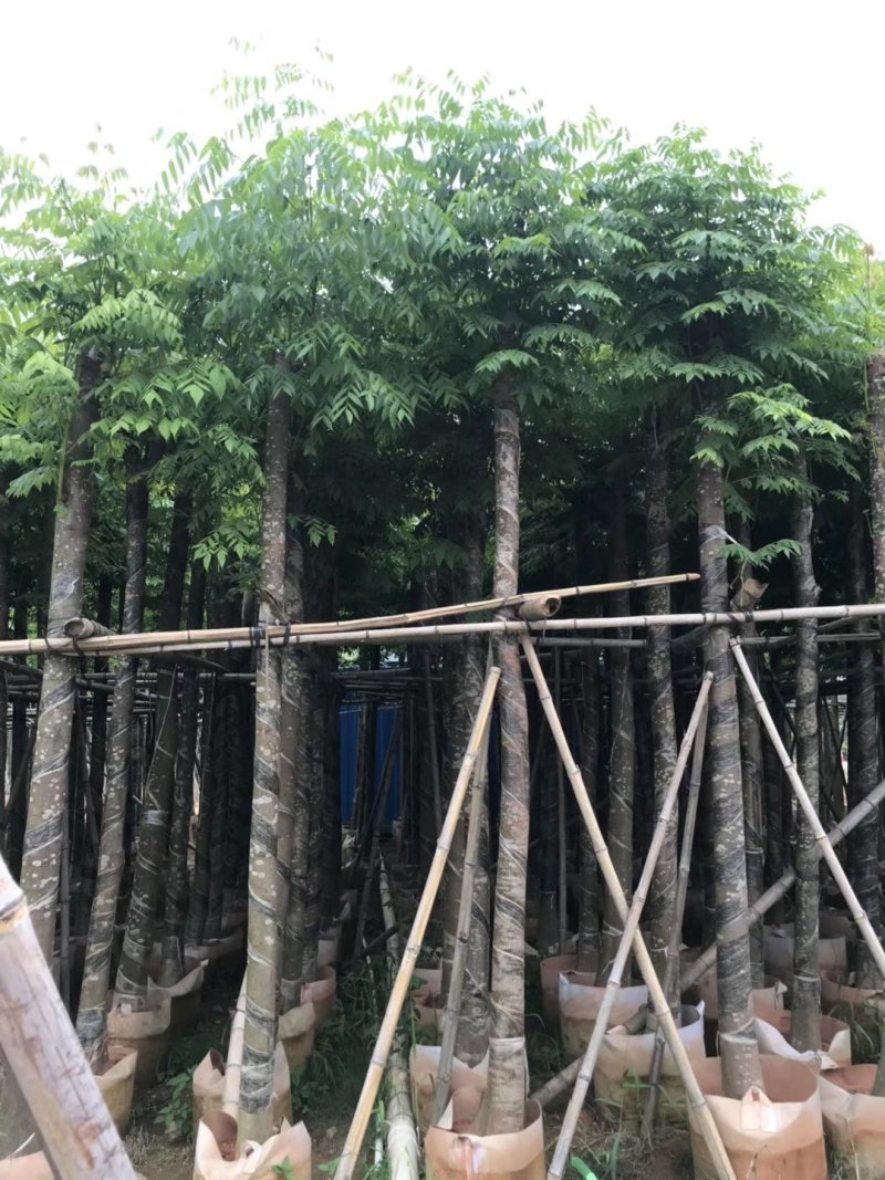 栾树（广东普宁国庆花批发商）（广东普宁栾树供应商）