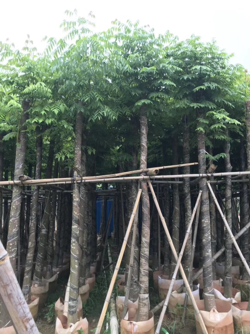 栾树（广东普宁国庆花批发商）（广东普宁栾树供应商）