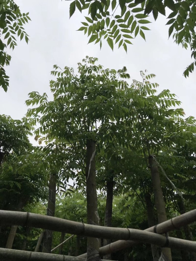 栾树（广东普宁国庆花批发商）（广东普宁栾树供应商）