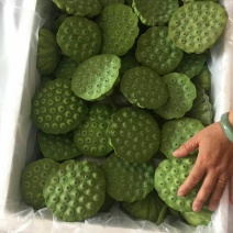 莲蓬新鲜水果莲蓬太空莲蓬嫩莲蓬青莲蓬