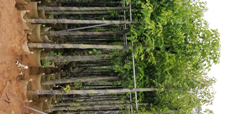 香樟树（广东普宁香樟树供应商）（广东普宁香樟树批发商）
