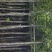 香樟树(广东普宁香樟树供应商)(广东普宁香樟树批发商)