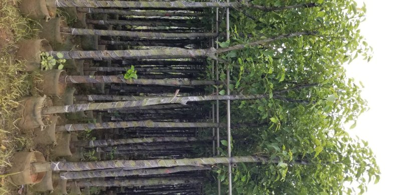 香樟树（广东普宁香樟树供应商）（广东普宁香樟树批发商）