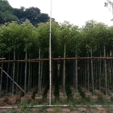 香樟树(广东普宁香樟树供应商)(广东普宁香樟树批发商)