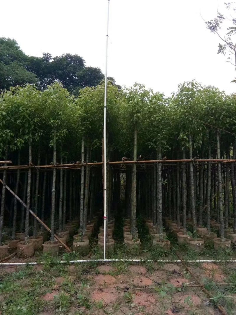 香樟树（广东普宁香樟树供应商）（广东普宁香樟树批发商）