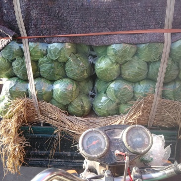 精品甘蓝可提供超市货！球圆，🈶大有小