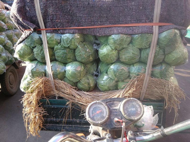 精品甘蓝可提供超市货！球圆，🈶大有小