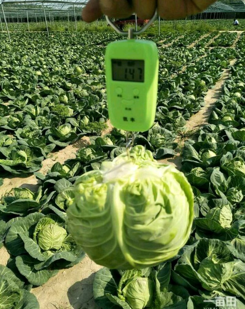 甘蓝中甘15,21质量好