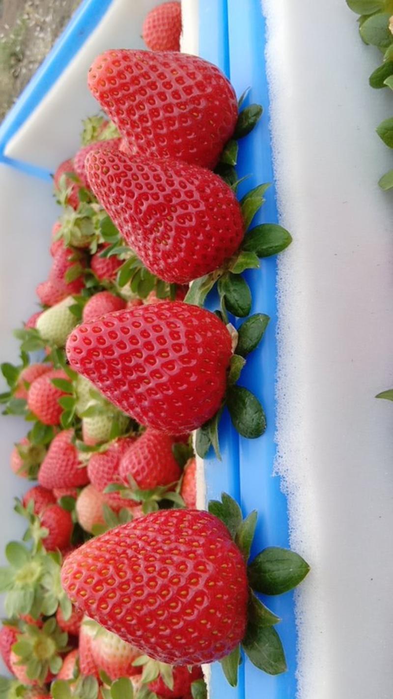 四季草莓基地，高原地区吸收天然之灵气。