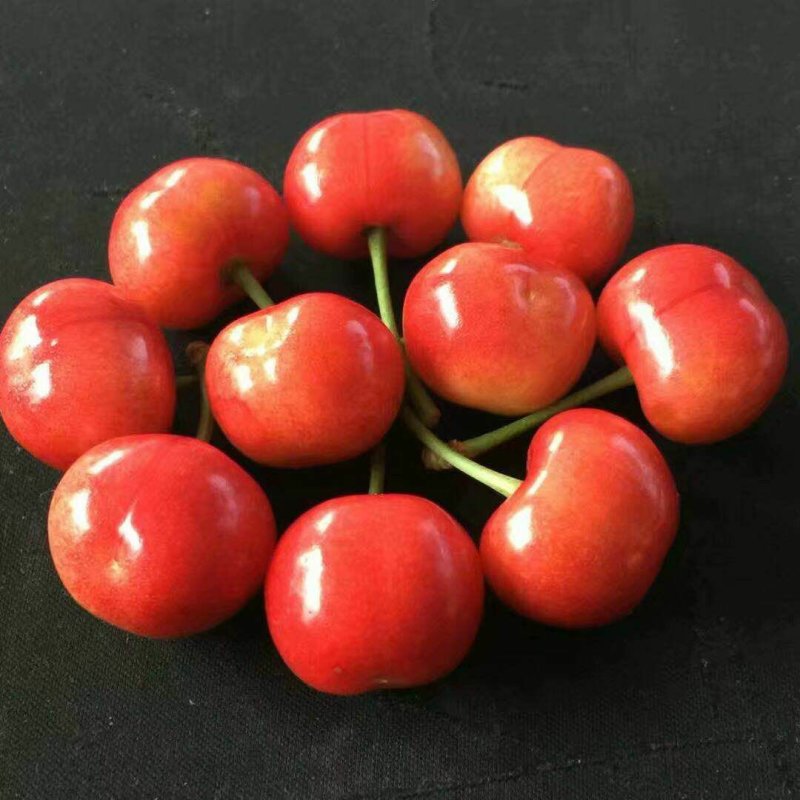 山东露天大樱桃