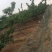 山东露天大樱桃
